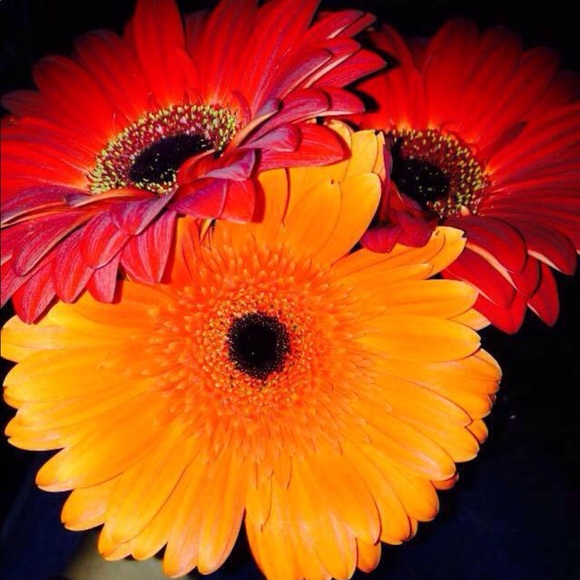 Meet your Posher, Lupe - Picture 1 of 1